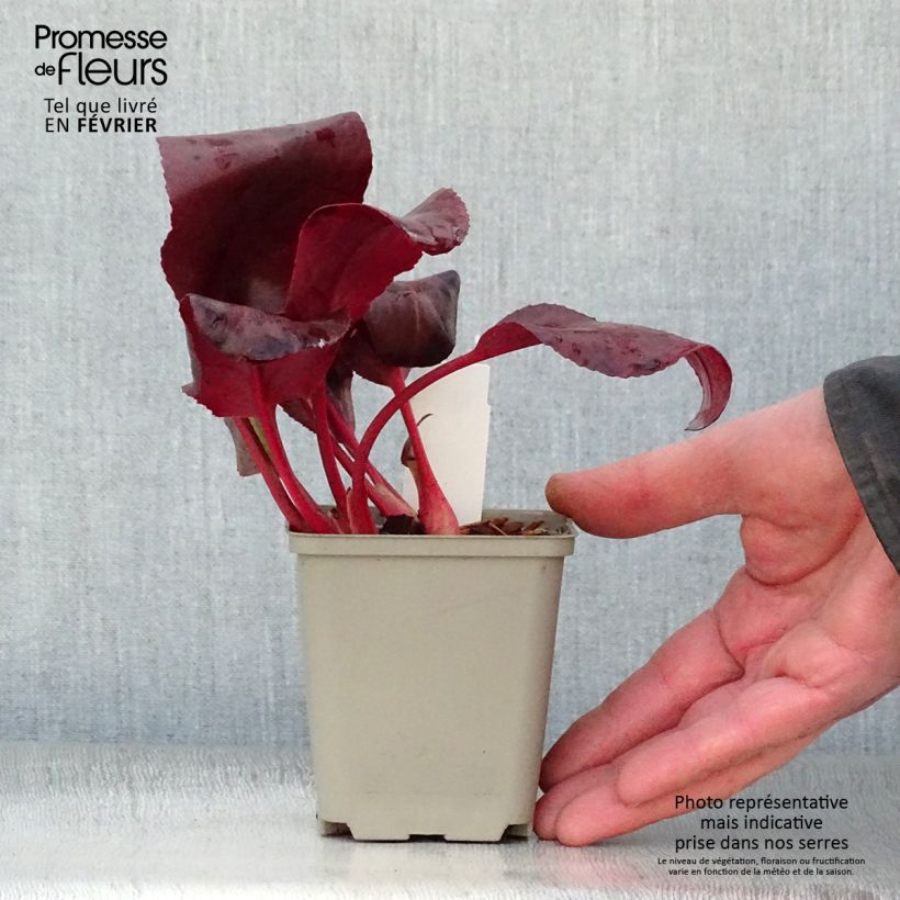 Amostra de Bergénia Winterglut Vaso de 8/9 cm tal como entregue no inverno