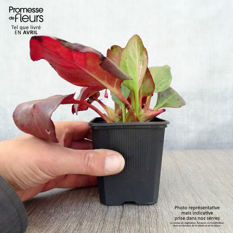 Amostra de Bergénia cordifolia Eroïca Vaso de 8/9 cm tal como entregue na primavera