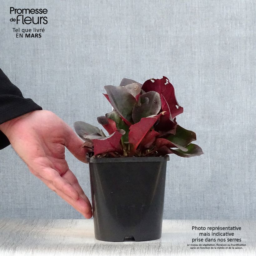 Amostra de Bergénia cordifolia Eroïca Vaso de 1,5 L/2 L tal como entregue na primavera