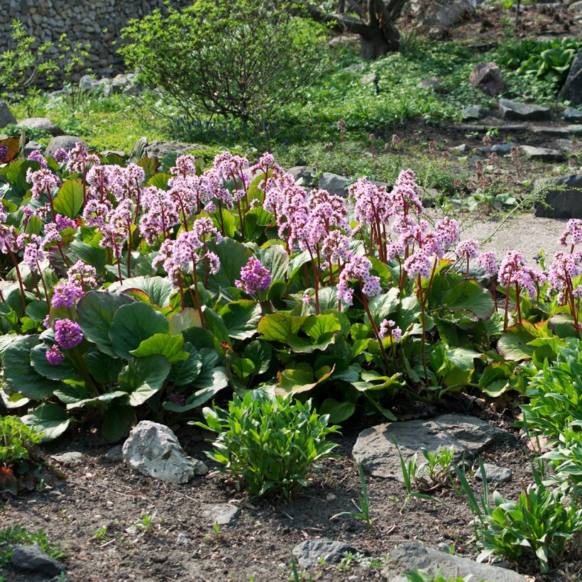 Bergénia cordifolia (Hábito)