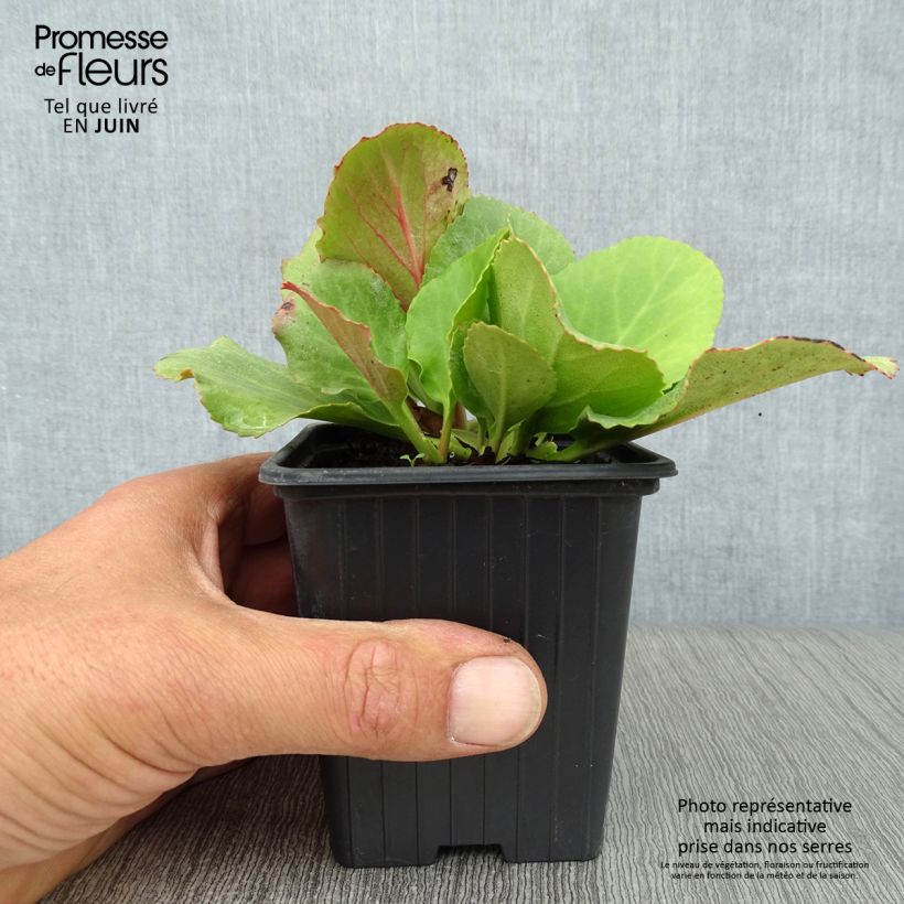 Amostra de Bergénia cordifolia Vaso de 7/8 cm tal como entregue no verão