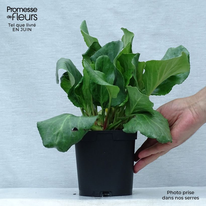 Amostra de Bergénia cordifolia Vaso de 2 L/3 L tal como entregue no verão