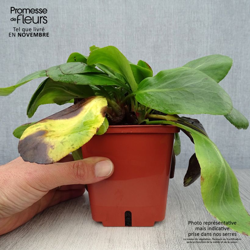 Amostra de Bergénia cordifolia Silberlicht Vaso de 1 L/1,5 L tal como entregue no outono