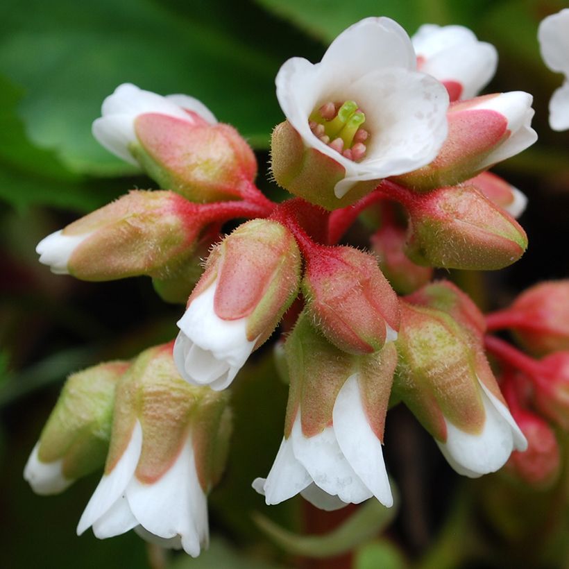 Bergénia cordifolia Silberlicht (Floração)