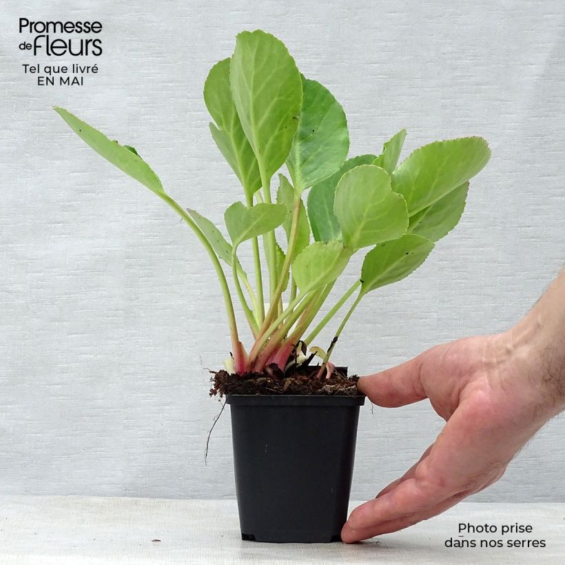 Amostra de Bergénia Harzkristall Vaso de 8/9 cm tal como entregue na primavera