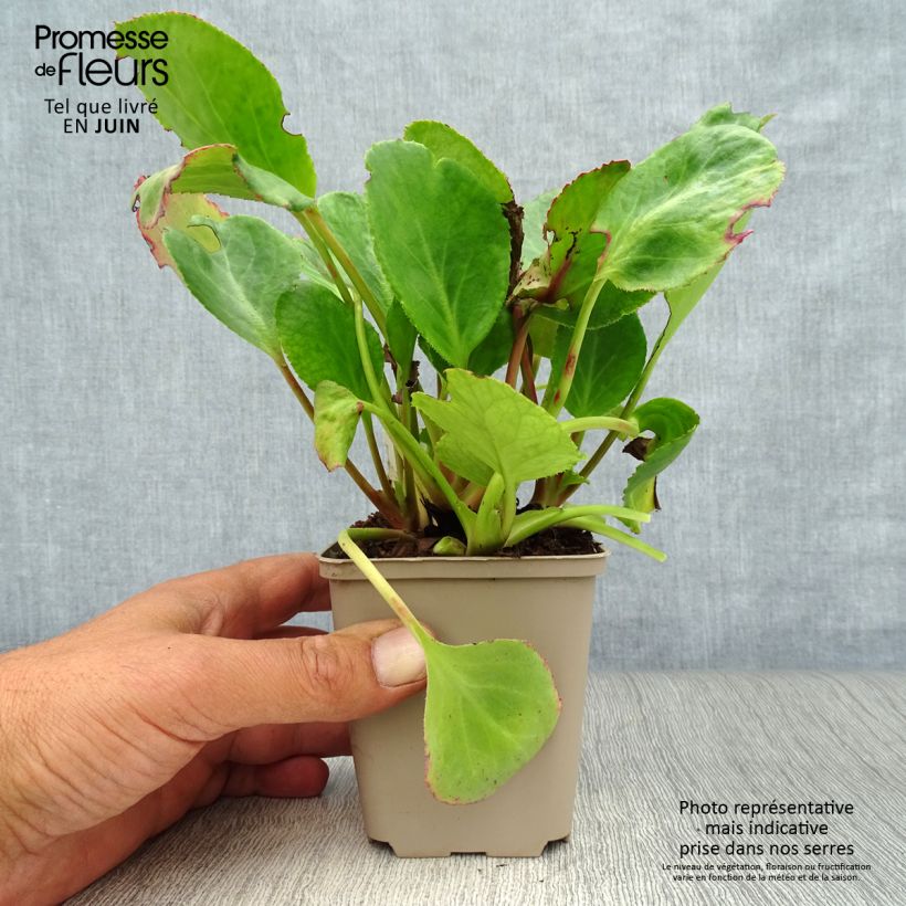 Amostra de Bergénia Harzkristall Vaso de 8/9 cm tal como entregue no verão