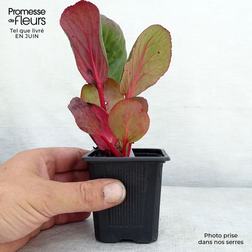 Amostra de Bergénia purpurascens Vaso de 8/9 cm tal como entregue no verão