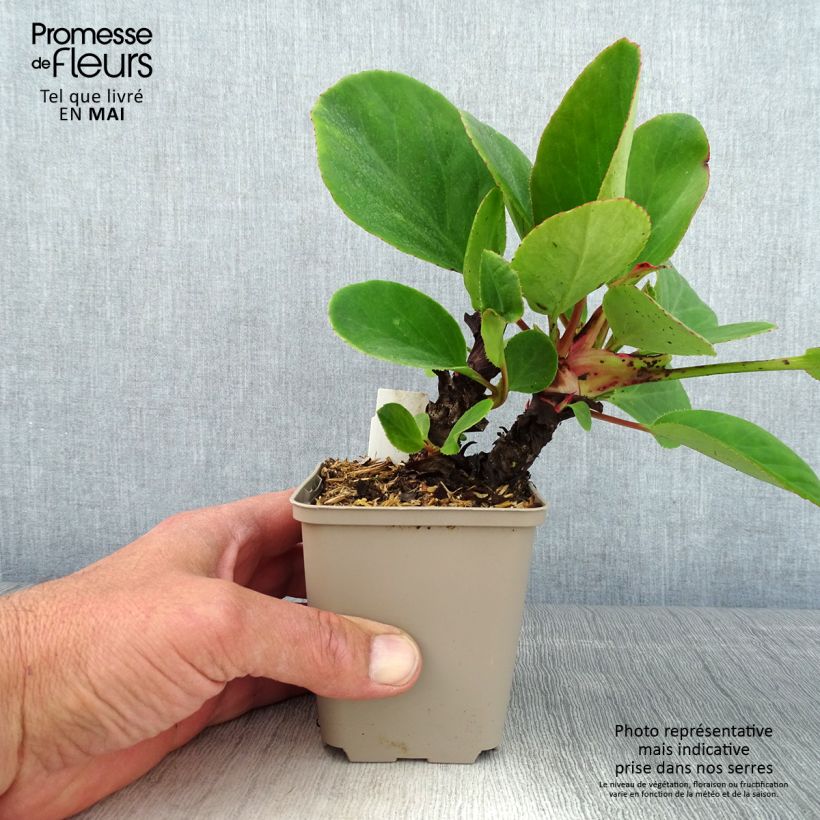 Amostra de Bergénia schmidtii Vaso de 8/9 cm tal como entregue na primavera