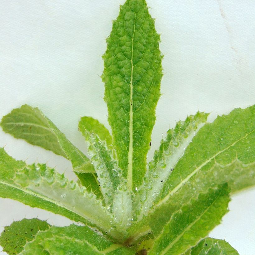 Berkheya purpurea (Folhagem)