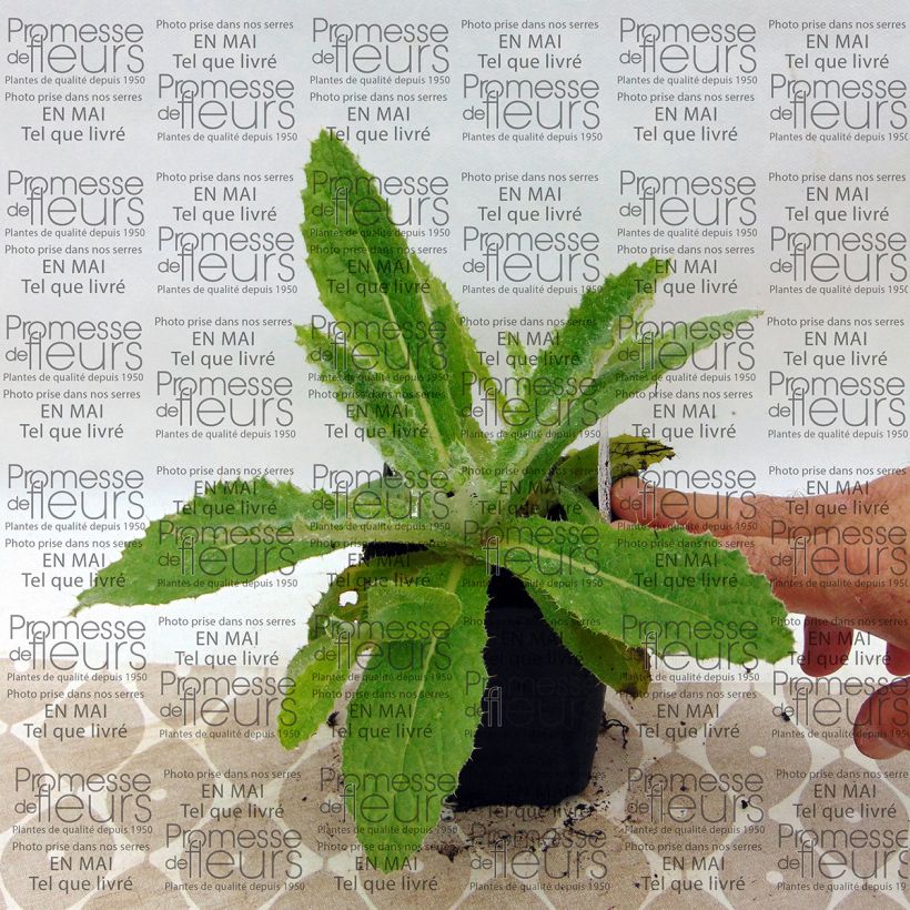 Exemplo de amostra de Berkheya purpurea Vaso de 8/9 cm tal como entregue