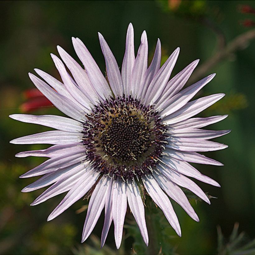 Berkheya purpurea (Floração)