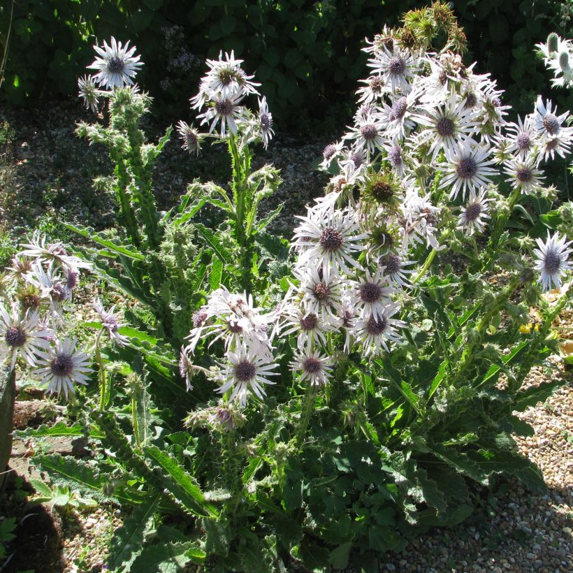 Berkheya purpurea (Hábito)