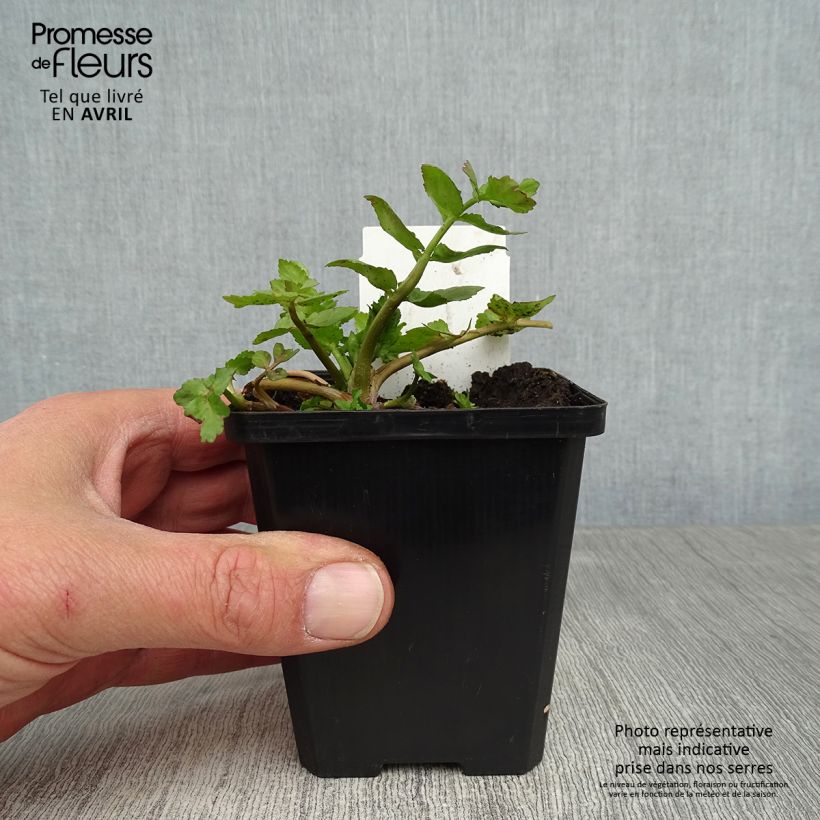 Amostra de Berula erecta Vaso de 8/9 cm tal como entregue na primavera