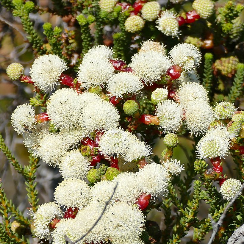 Berzelia lanuginosa (Floração)