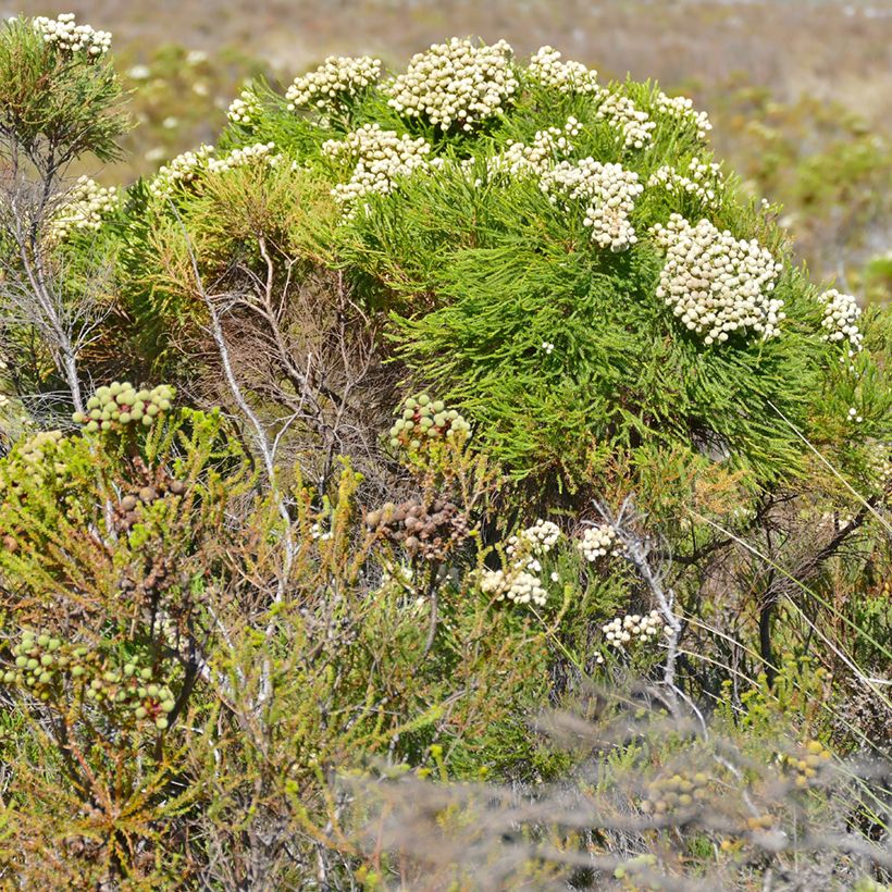 Berzelia lanuginosa (Hábito)