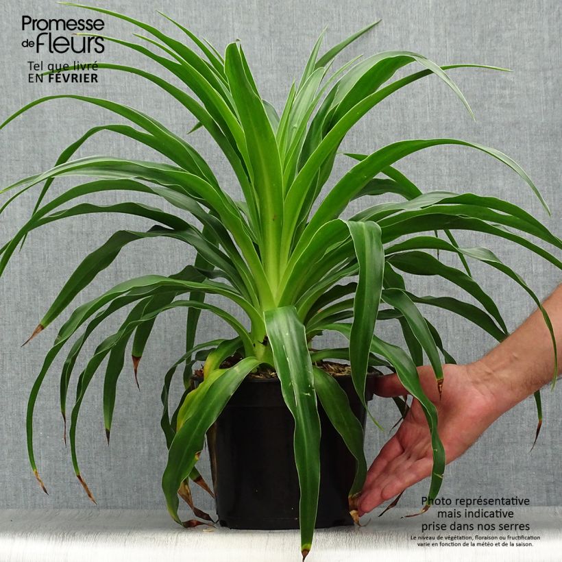 Amostra de Beschorneria septentrionalis Vaso de 2 L/3 L tal como entregue no outono