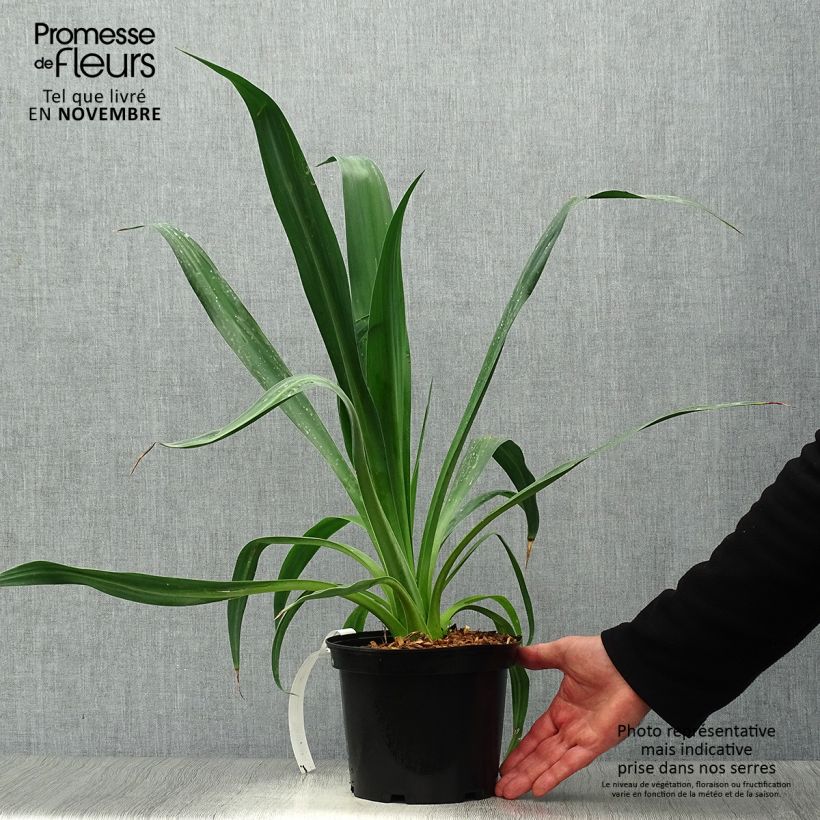Amostra de Beschorneria yuccoides Vaso de 2 L/3 L tal como entregue no outono