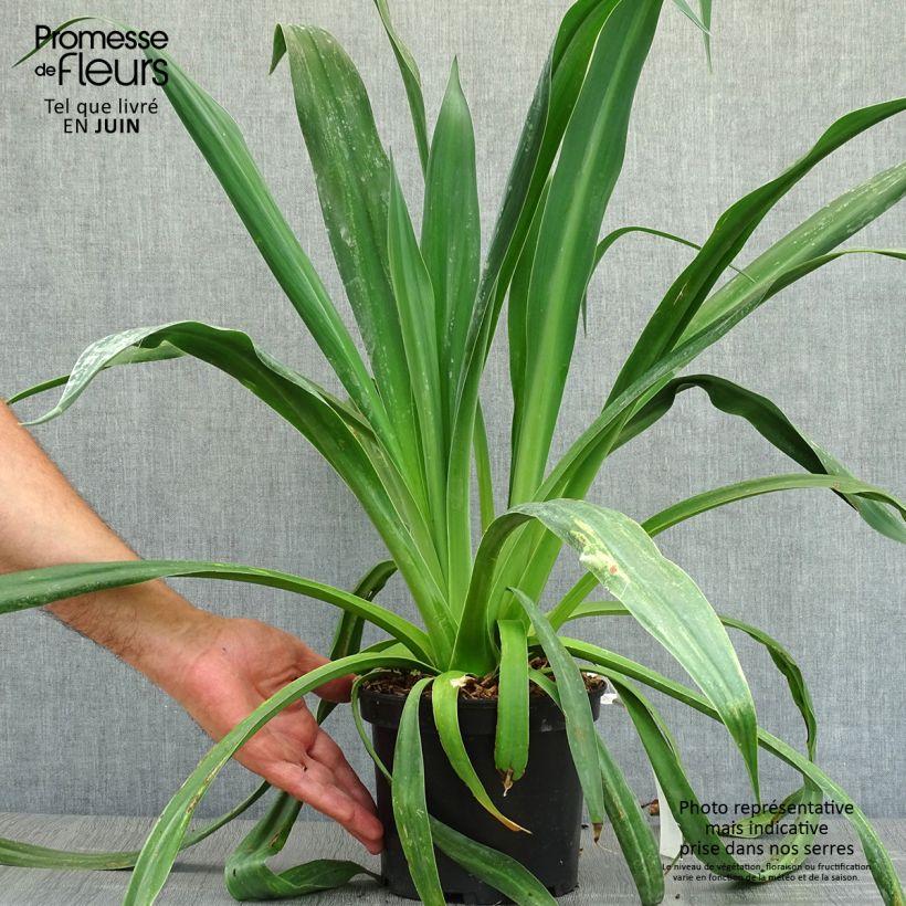 Amostra de Beschorneria yuccoides Vaso de 2 L/3 L tal como entregue no verão
