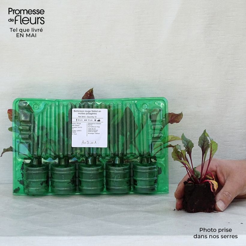 Amostra de Betterave rouge Nobol en mottes potagères Torrão de 4 cm x 4,5 cm tal como entregue na primavera
