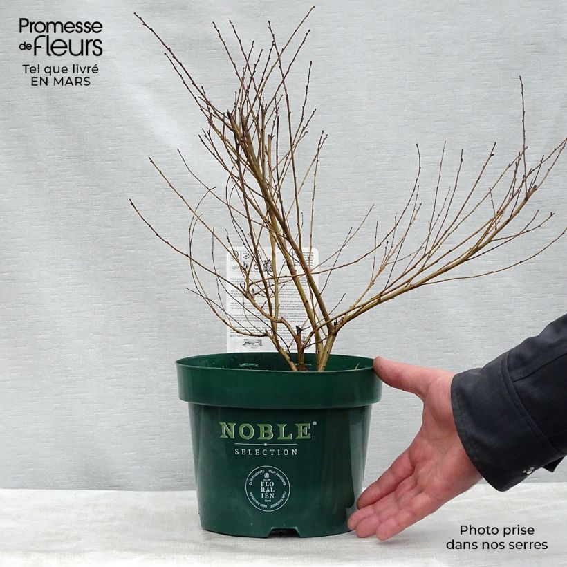Amostra de Betula nana Golden Treasure Vaso de 3 L/4 L tal como entregue na primavera