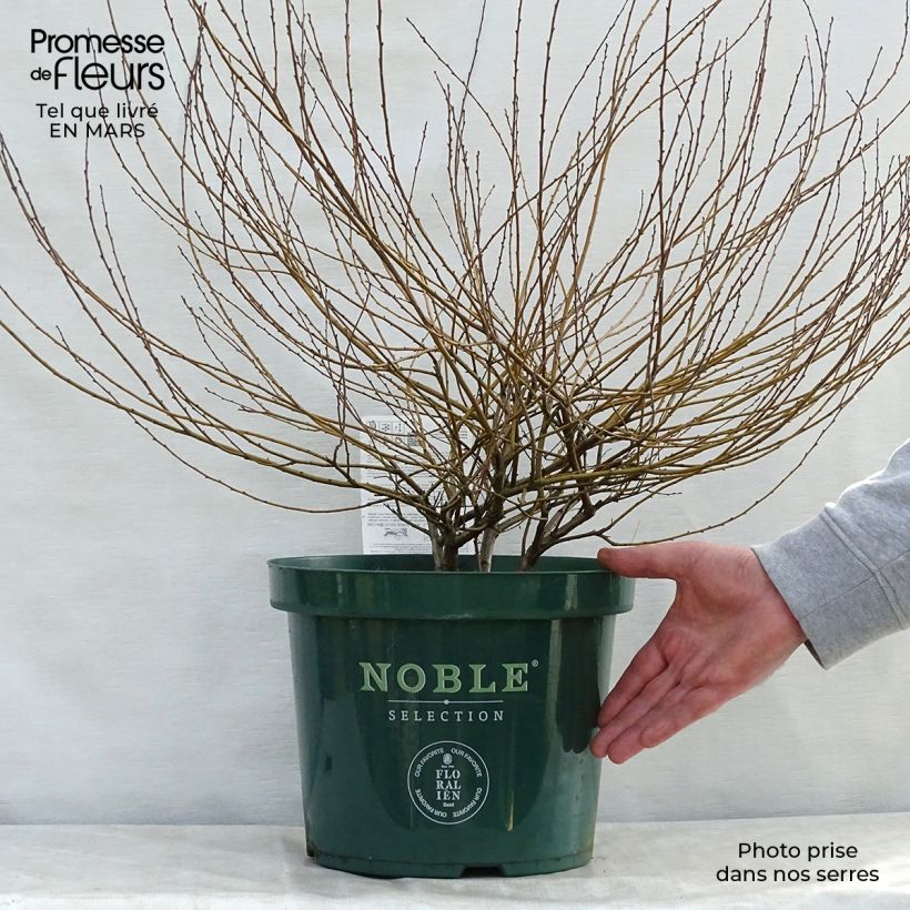 Amostra de Betula nana Golden Treasure Vaso de 7,5 L/10 L tal como entregue na primavera