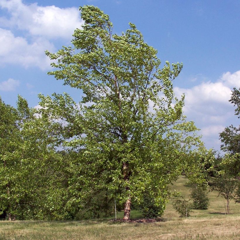 Betula nigra (Hábito)