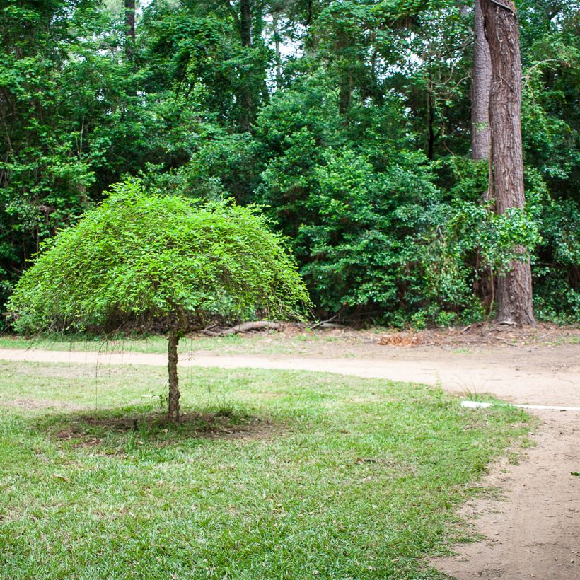 Betula nigra Summer Cascade (Hábito)
