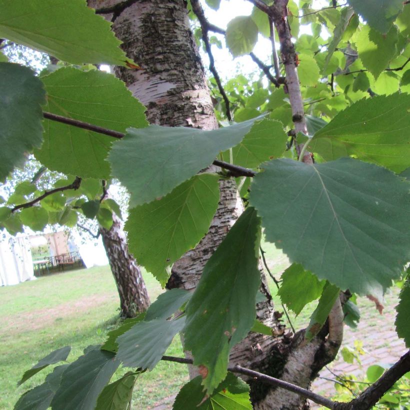 Betula papyrifera (Folhagem)