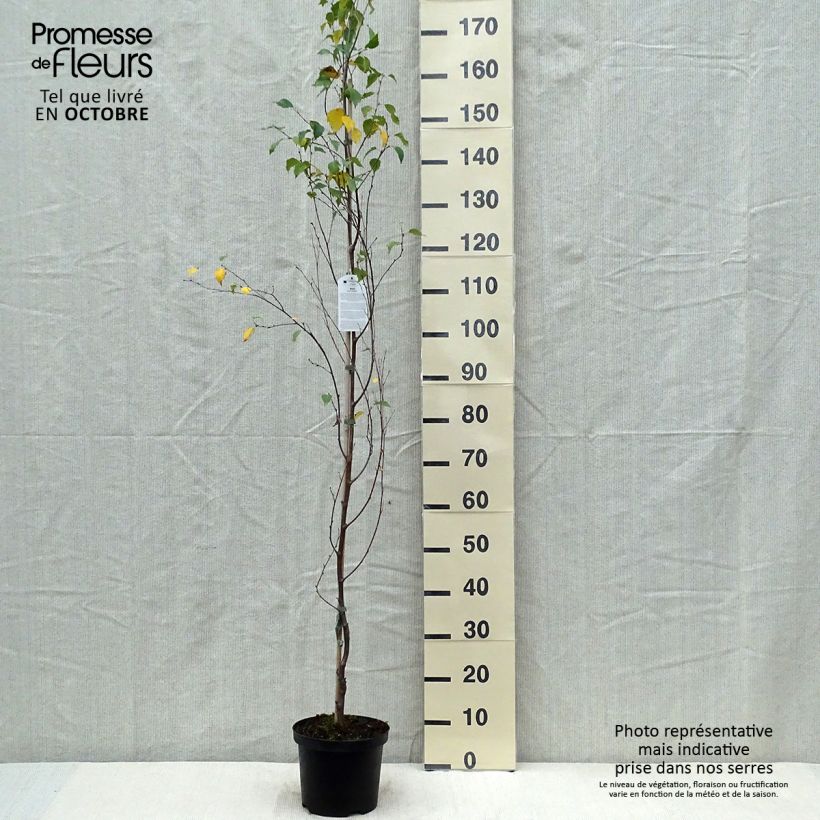 Amostra de Betula pendula Fastigiata Vaso de 3 L/4 L tal como entregue no outono