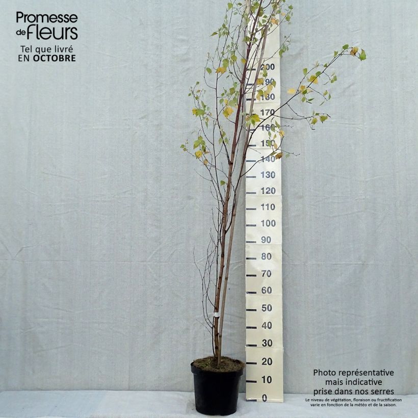 Amostra de Betula pendula Fastigiata Vaso de 7,5 L/10 L tal como entregue no outono