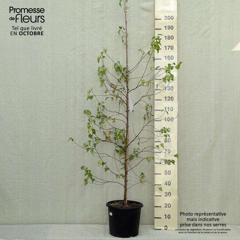 Amostra de Betula pendula Golden Cloud Vaso de 12 L/15 L, Brasão tal como entregue no outono