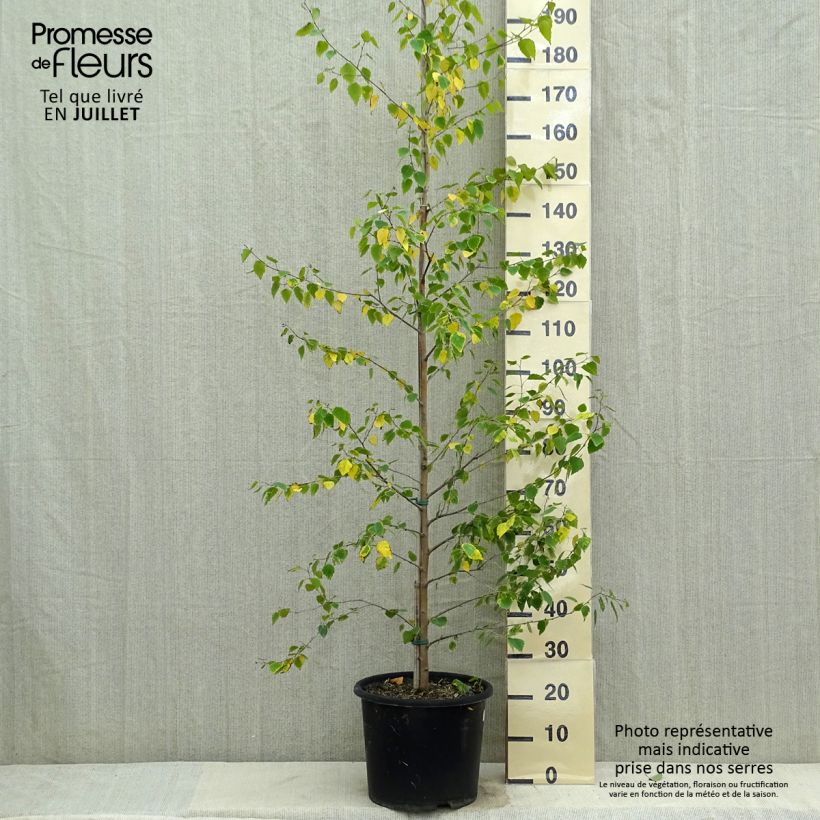 Amostra de Betula pendula Golden Cloud Vaso de 12 L/15 L, Brasão tal como entregue no verão