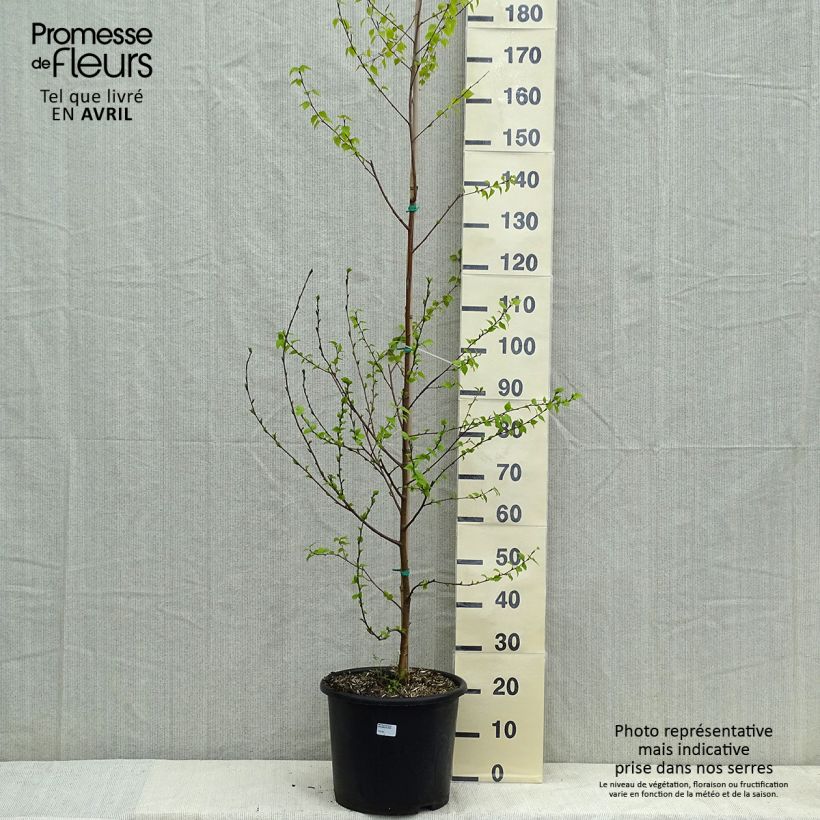Amostra de Betula pendula Golden Cloud - Bouleau blanc Vaso de 12 L/15 L tal como entregue na primavera