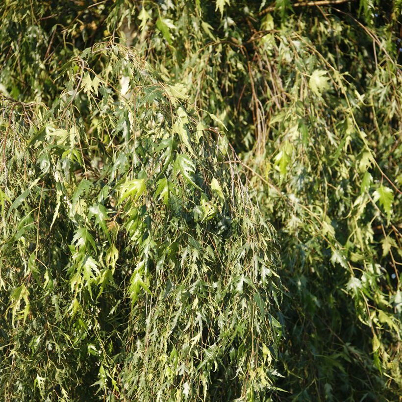 Betula pendula Gracilis (Folhagem)