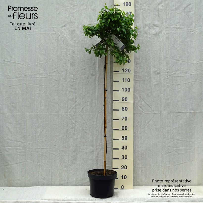 Amostra de Betula pendula Magical Globe Vaso de 7,5 L/10 L tal como entregue na primavera