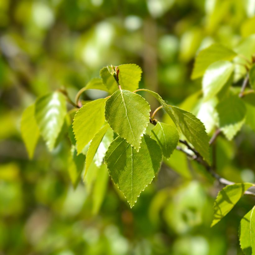 Betula pendula Magical Globe (Folhagem)