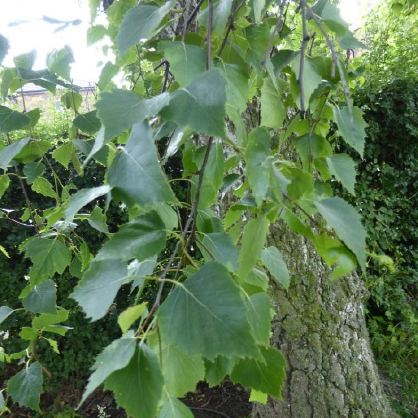 Betula pendula Tristis (Folhagem)