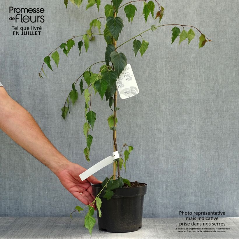 Amostra de Betula pendula Tristis Vaso de 2 L/3 L tal como entregue no verão
