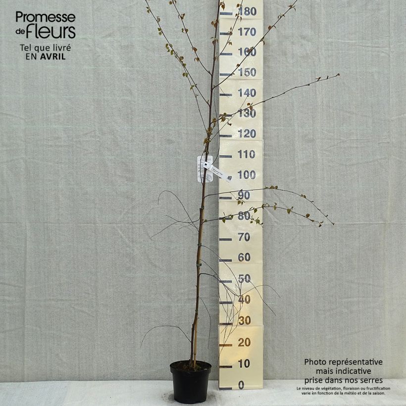 Amostra de Betula pendula Tristis Vaso de 2 L/3 L tal como entregue na primavera
