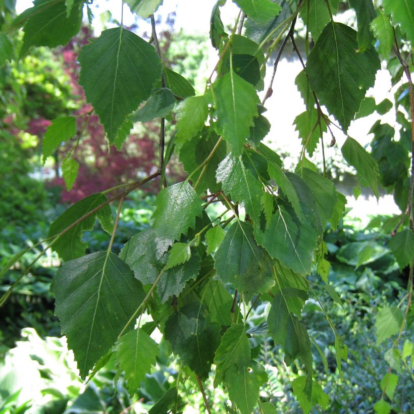 Betula pendula Youngii (Folhagem)