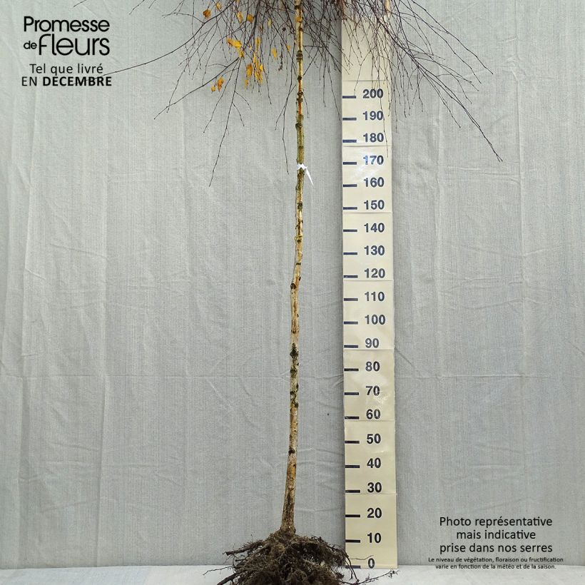 Amostra de Bouleau pleureur Youngii - Betula pendula Raízes nuas tal como entregue no inverno