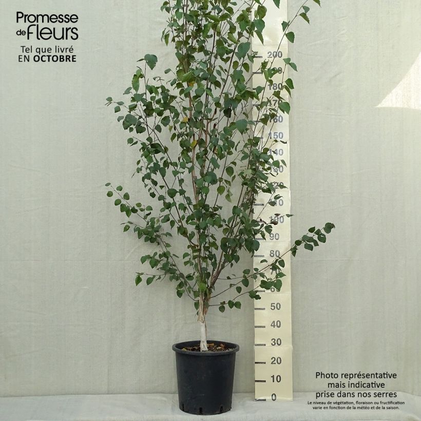 Amostra de Betula pendula Vaso de 18 L/20 L tal como entregue no outono