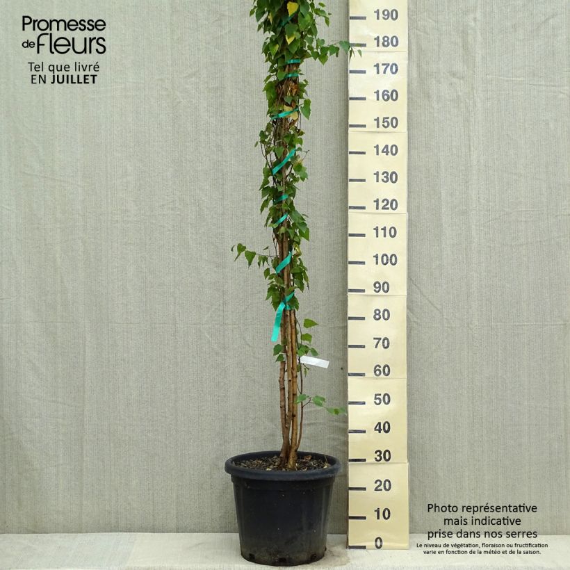 Amostra de Betula pendula Vaso de 18 L/20 L tal como entregue no verão