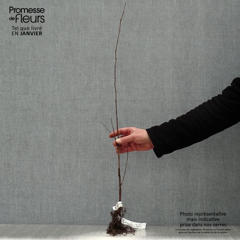 Amostra de Betula pendula Raízes nuas tal como entregue no inverno