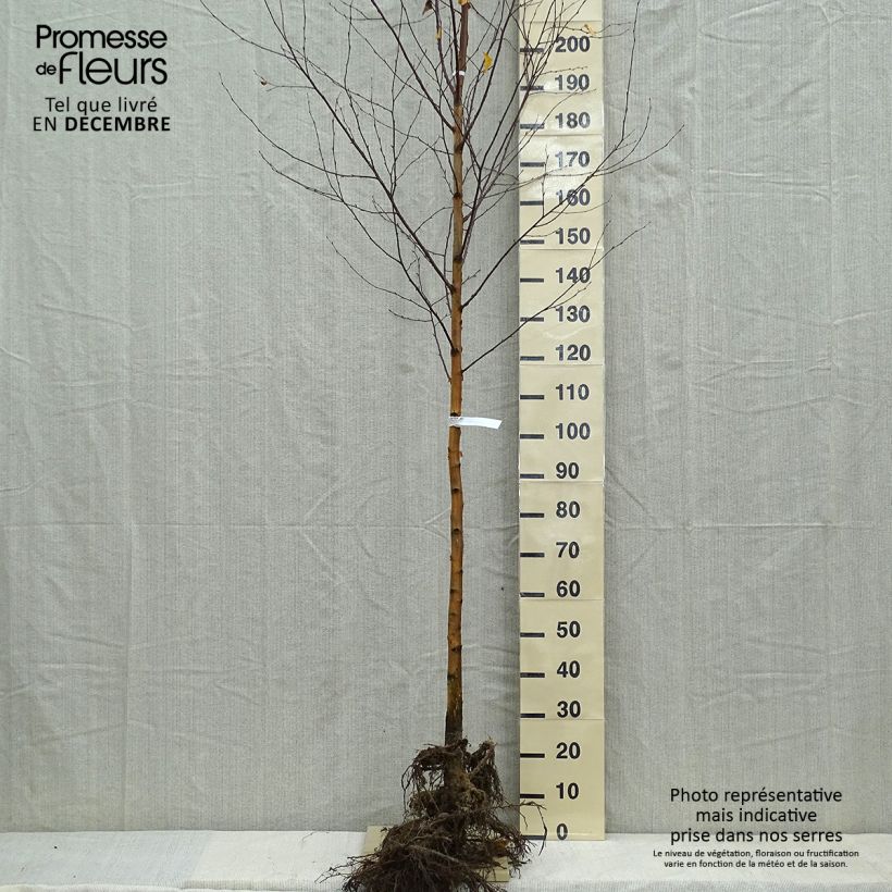 Amostra de Betula pendula Raízes nuas tal como entregue no inverno