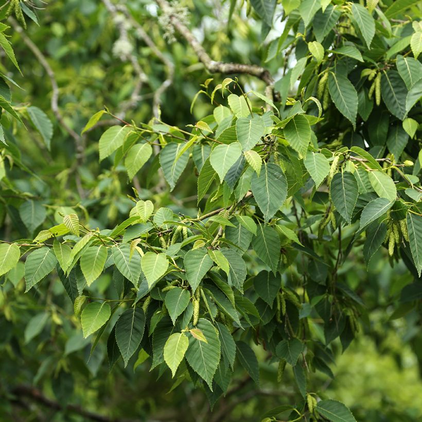 Betula utilis var. prattii (Folhagem)