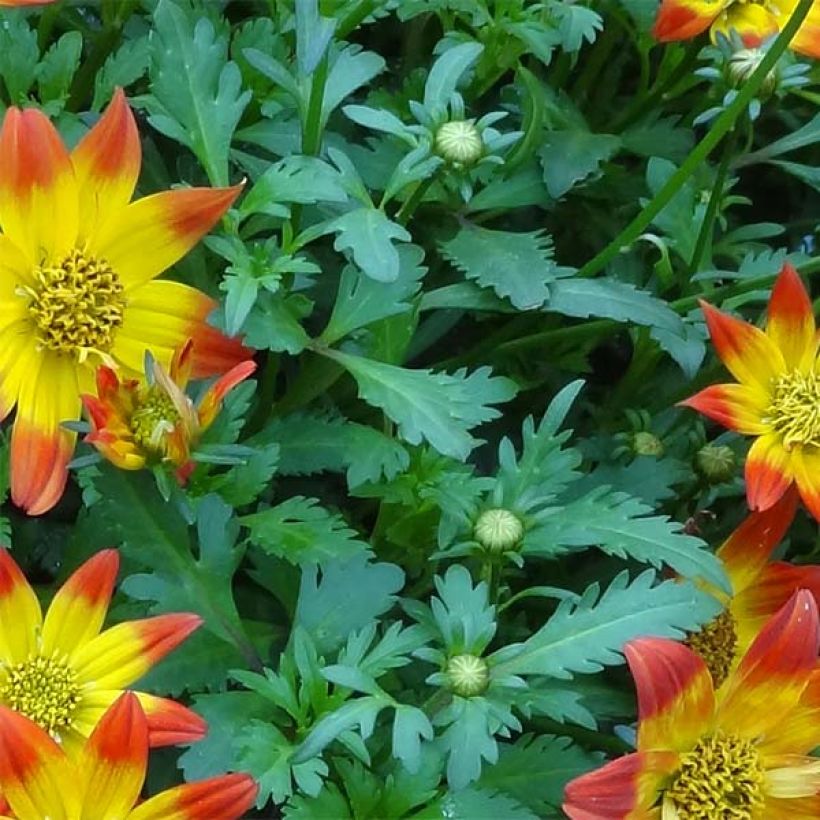 Bidens Beedance Painted Red (Folhagem)