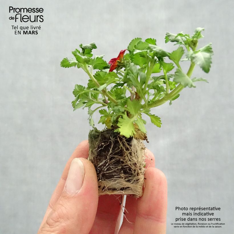 Amostra de Bidens Beedance Painted Red Mini-torrão Ø 3/4 cm tal como entregue na primavera