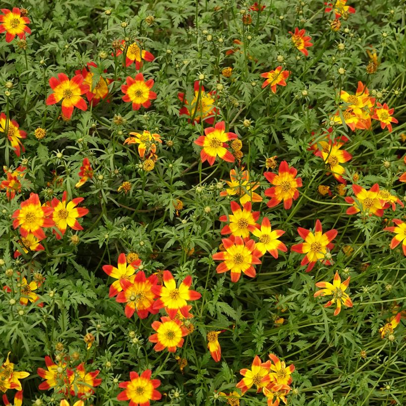 Bidens Beedance Painted Red (Hábito)