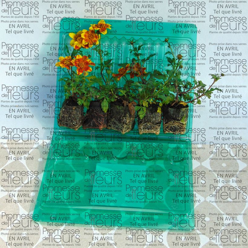 Exemplo de amostra de Bidens Beedance Painted Yellow Mini-torrão Ø 3/4 cm tal como entregue